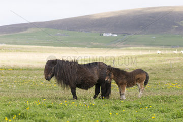 Shetland poney (Equus caballus) poney standing in a meadow  Shetland  Spring