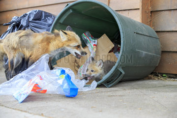 Red fox and young rummaging through a waste bin - Minnesota