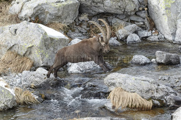 Ibex (Capra ibex) jumping over a torrent  Mercantour  Alps  France