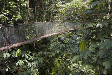 Suspension bridge in the Atlantic Forest - Bahia Brazil