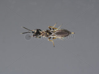 Parasitic wasp (Eupelmus urozonus)  emerged from capsule of Branched Asphodel (Asphodelus ramosus)