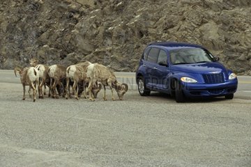 Herd of females Bighorn Sheep Jasper National Parc Canada
