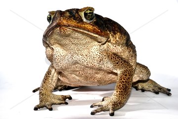 Cane toad on white background