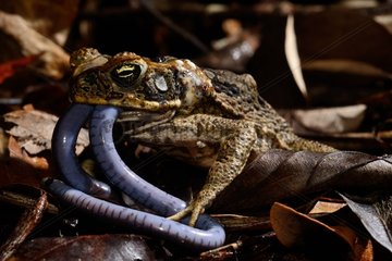 Cane toad eating Bearded caecilia - French Guiana