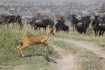 Redunca on a track and Wildebeest - Serengeti Tanzania