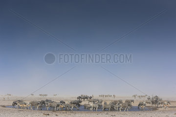 Burchell's zebra (Equus Burchellii)  herd at waterhole with other animals in sand's storm   Namibia  Etosha national Park