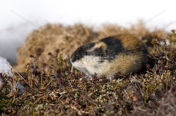Norway Lemming at the end of winter on the tundra