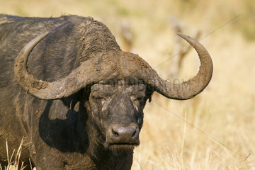 Portrait of Cape buffalo (Syncerus caffer)  Kruger national park  South Africa