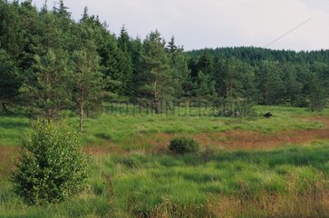 Forêt de conifère progressant sur une tourbière assechée
