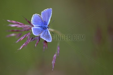 Common Blue (Polyommatus icarus)  Chalky meadow after rain