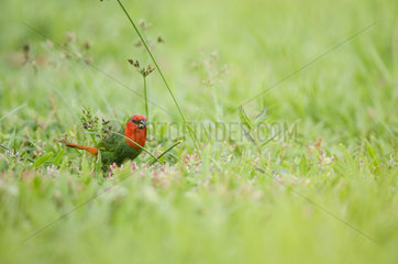 Red-throated parrotfinch (Erythrura psittacea) feeding on seeds in the grass  Northern Province  New Caledonia