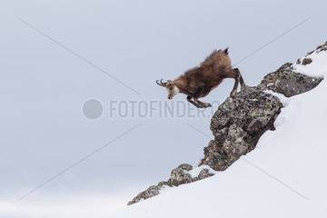Chamois (Rupicapra rupicapra) jumping from a rock in the slope in spring  Alpes  France