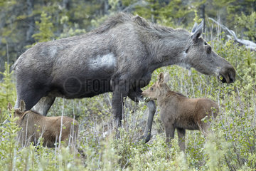 Alaskan Moose and young in tundra - Denali Alaska
