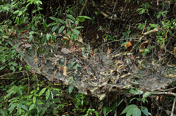 Social Spider web in the forest - Guiana Amazonian Park