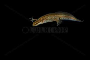 Male Palmated Newt swimming on black background