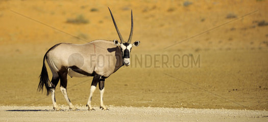 Gemsbok (Oryx gazella gazella) with bleeding wound on the back  Kalahari Desert  Kgalagadi  South Africa