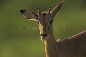 Impala (Aepyceros melampus)  portrait at dawn  Kruger  South Africa