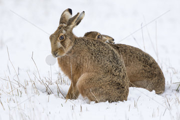 Brown Hares sitting in a meadow covered by snow - GB