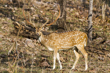 Axis deer male - Pench NP Madhya Pradesh India