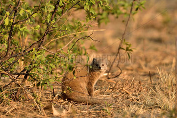 Yellow Mongoose in savanna - Savuti Botswana