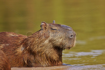 Portrait of Capybara resting in the water - Brazil Pantanal