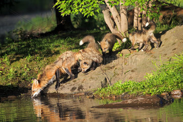 Red fox and young drinking at the water's edge - Minnesota