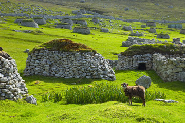 Cleiteans and Soay sheep - Village Bay St Kilda Hirta