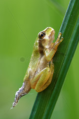 Young Tree Frog (Hyla arborea) coming out of a pond. Prairies of the Fouzon. Touraine. France.