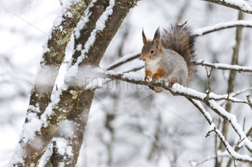 European Red Squirrel on a branch in winter - Finland
