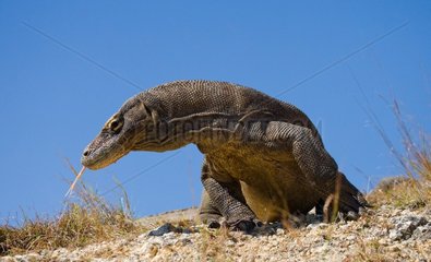 Komodo dragon is on the ground. Interesting perspective.