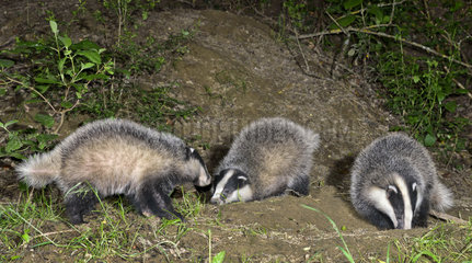 Young Badgers playing in front of their burrow - Alpes France