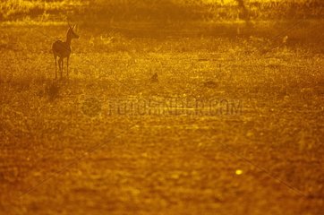 Springbok (Antidorcas marsupialis) at sunrise in Kgalagadi  Kgalagad Transfrontier Park  North Cape  South Africa
