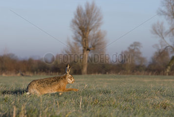 Brown Hare running in a meadow in winter - GB
