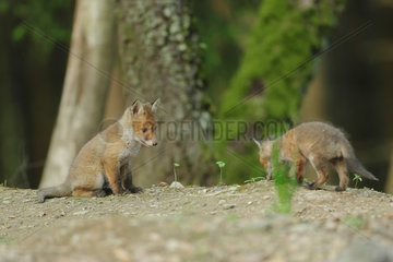 Red fox (Vulpes vulpes) young in the undergrowth  Ardenne  Belgium