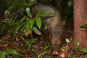 Bornean bearded pig  bearded pig (Sus barbatus)  Bako national park - Sarawak - Borneo  Malaysia