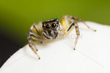 Jumping Spider on flower - Indonesia
