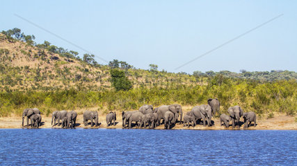 African bush elephants (Loxodonta africana africana) on bank  Kruger National park  South Africa
