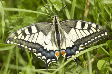 Swallowtail posed in the grass - Monts du Cantal Auvergne