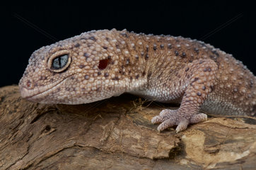 Taylor's fat-tailed gecko (Hemitheconyx taylori)  Somalia