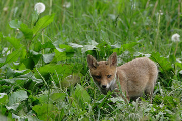 Red fox (Vulpes vulpes) young in the vicinity of the burrow in prairie  Ardenne  Belgium