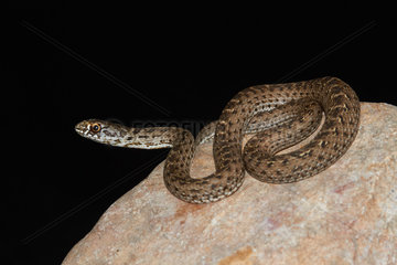 Young Montpellier snake (Malpolon monspessulanus) on black background  Montpellier  Occitanie  France