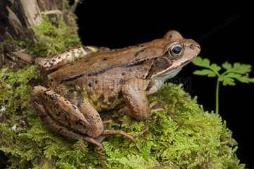 European Common Frog (Rana temporaria)  South Germany