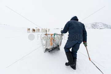 Dog sledge  Ilulissat  Disko bay  Greenland.