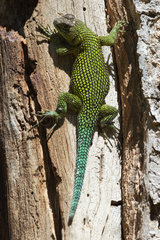 Green Spiny Lizard on a trunk - Costa Rica