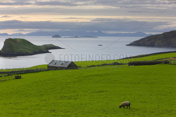 Landscape with sheep  Kilmaluag Bay  Skye  Hebrides  Scotland