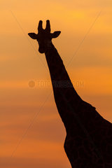 Masai giraffe at sunrise - Masai Mara Kenya