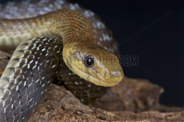 Aesculapian snake (Zamenis longissimus)  France (previously longissima)