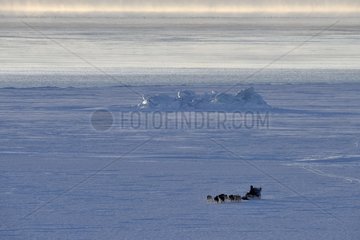 Inuit hunters coming back from bear hunt  february  Igterajivit distrcit  East Greenland
