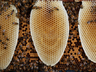 Honey bee (Apis mellifera) - The bees are busy building a new wax comb. They start at the top and little by little connect the vertical honey combs.