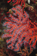 Red coral (Corallium rubrum) on reef  Mediterranean Sea  French Riviera  France